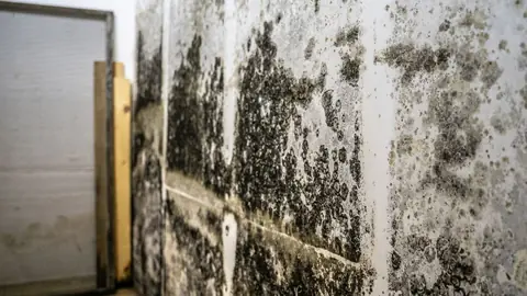 Dark mold growth covering a basement wall beside a wood stud